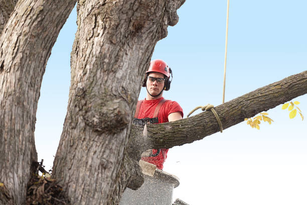 Best Lawn Pest Prevention  in Marlinton, WV